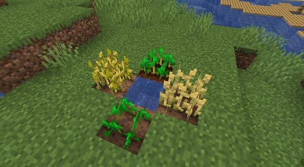 A lush green plant with large leaves in a white pot, sitting on a wooden surface.
