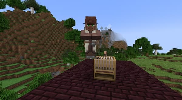 A close-up of a vibrant, healthy green plant with broad leaves, possibly a houseplant.