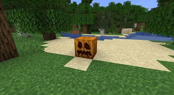 A white background with a dark, textured line near the top.