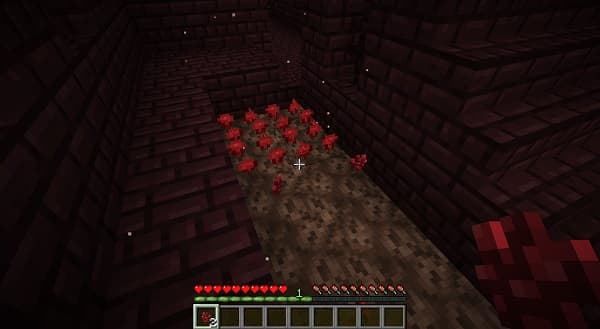 A lush, green plant with large leaves in a terracotta pot.