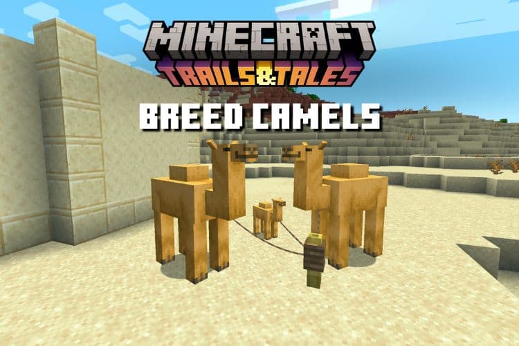 How to Breed Camels in Minecraft 1.20 (Easy Guide)