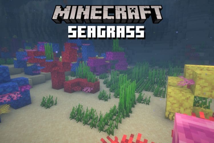 How to Get Seagrass in Minecraft  (2023)